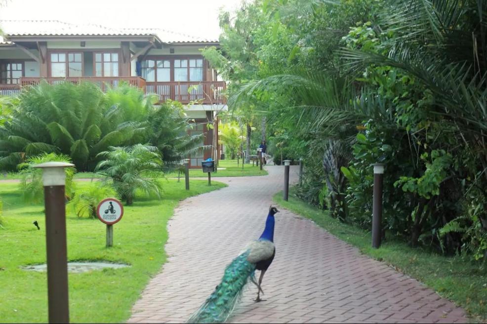 Villa Da Enseada, Praia Do Forte Eksteriør billede